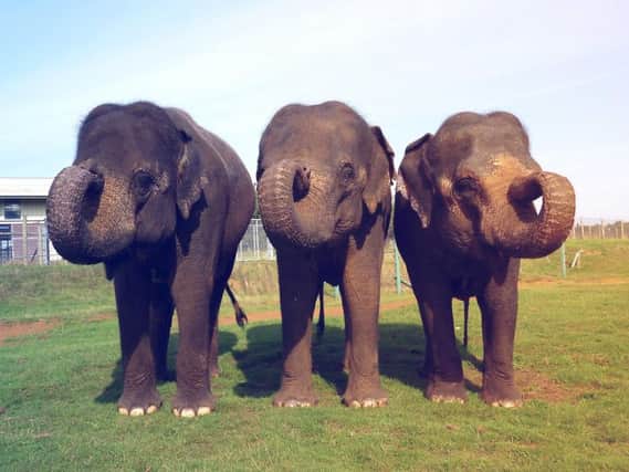 Woburn's beautiful elephants, but in the wild elephants are under threat