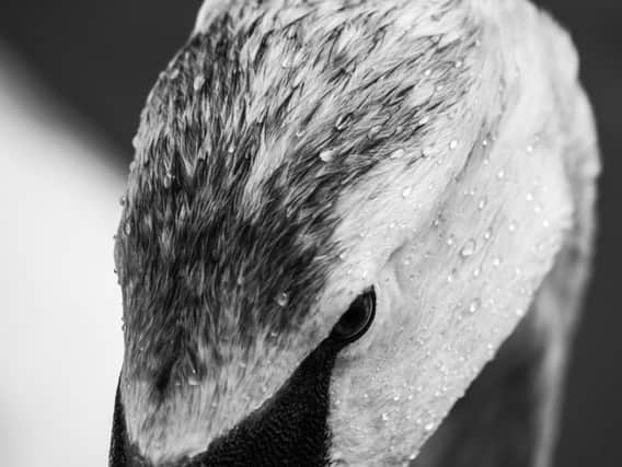 Close-up of a swan by Gracie Gardner, the Overall Youth Winner of the last Photographic Competition in 2016