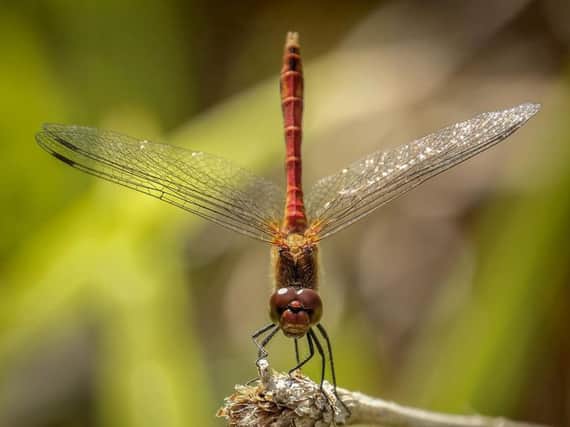 Graham Parsons was chosen for his stunning image of a male Common Darter dragonfly, taken at Howe Park Wood