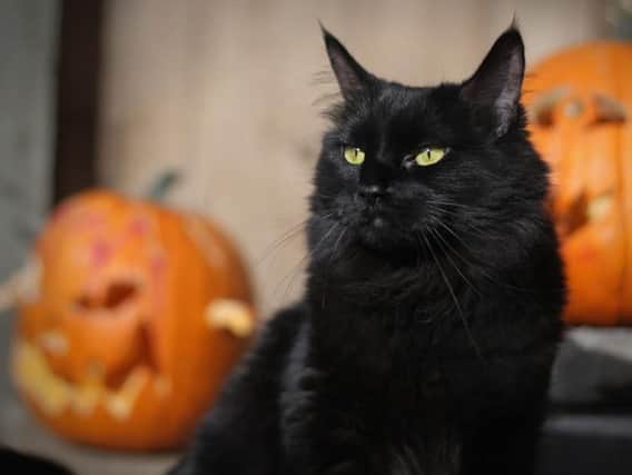 Silly superstitions mean that black cats are at an unfair disadvantage and take longer to rehome