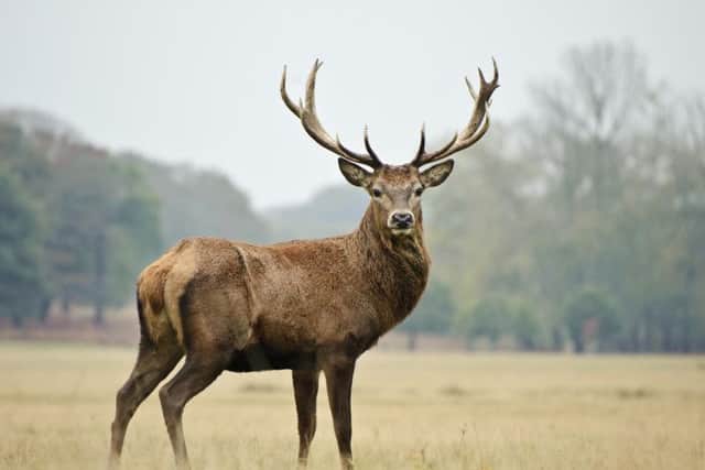 Europe Hunts is charging up to 25,000 to shoot a stag considered to have world record antlers