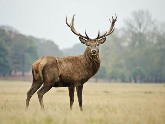 Europe Hunts is charging up to 25,000 to shoot a stag considered to have world record antlers