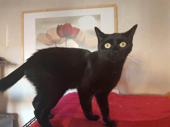 Lyra is 7 months old. Shes a sweet and gentle cat who loves fuss and cuddles.  RSPCA staff feel she has been pulled around by young children in her previous home so needs a home without small children