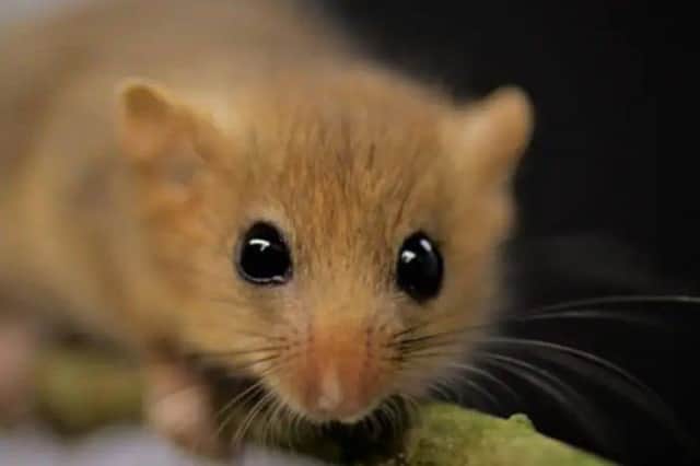Dormice near the M1 is affecting how the roadworks will be carried out in the New year