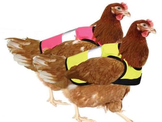 The chickens in their hi vis jackets