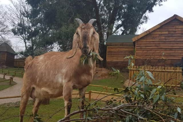 But instead it has ended up feeding animals at Woburn Safari Park