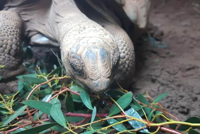 Cute tortoise laps it up