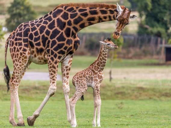 Giraffe mum and calf at Woburn Safari Park