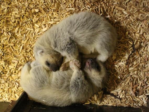 Wolverine kits at Whipsnade