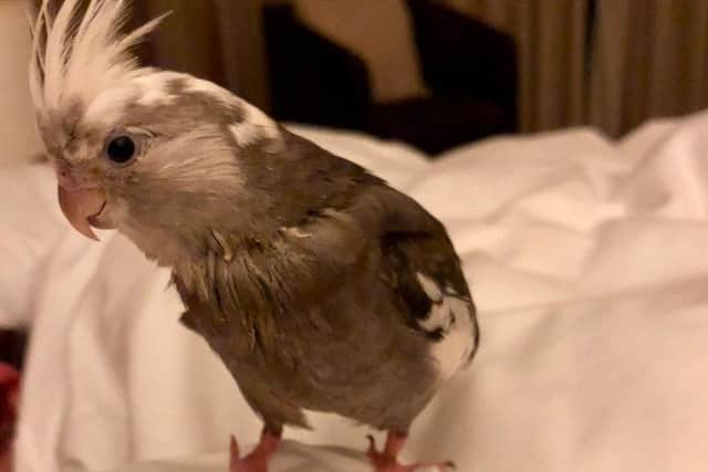 The beloved missing cockatiel