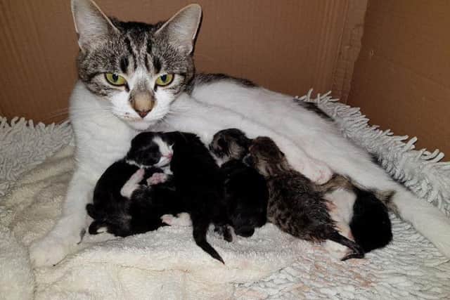 Mum and kittens