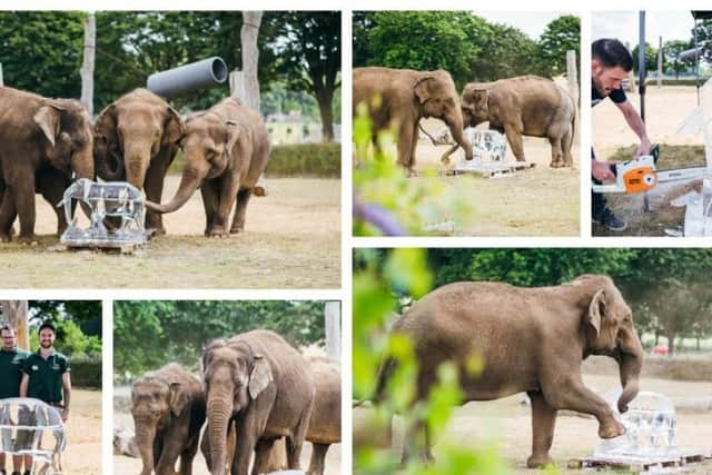 Elephants cool off