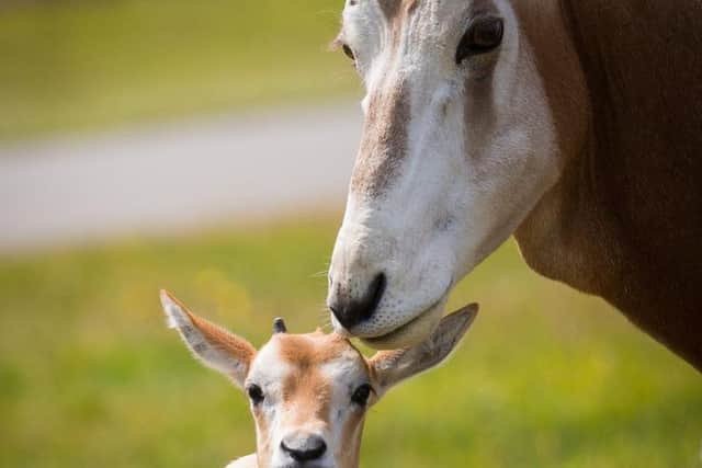 Baby oryx with mum