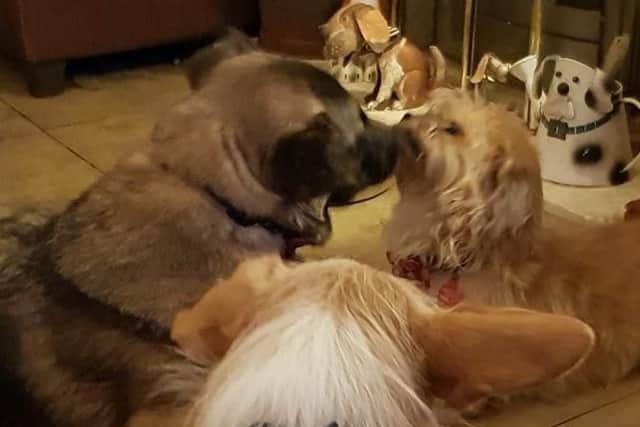 Doggy love
