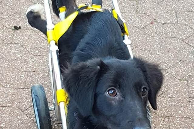 One of the pets with a wheel harness