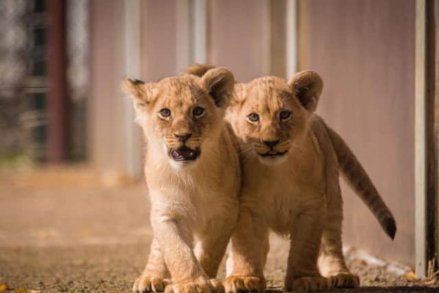 Adorable African lion cubs born at Woburn Safari Park near Milton Keynes and Bedford