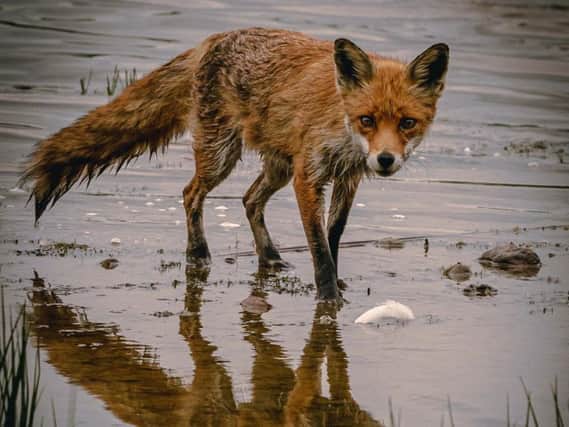 Phil Crowe captured the fox staring directly at the camera while his reflection is seen in the water