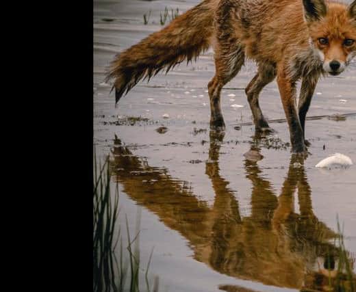The picture shows the fox staring directly at the camera while his reflection is seen in the water