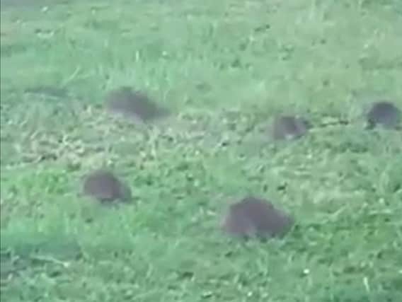 Colony of large rats filmed at the Kingston Centre in MK