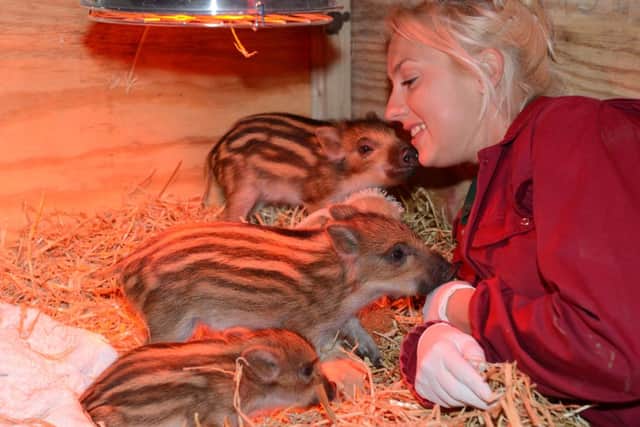 L13-567 WWAP hand reared piglets by Jo Shirley at Whipsnade.Rick RedmanJR 1915.5.13