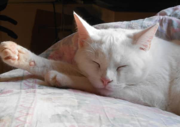 Make sure your pets are safe: get them chipped!