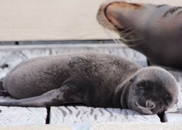 Oscar is the newest addition to the sea lion family at Whipsnade Zoo