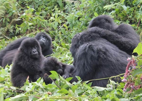 MPMC Gorillas in Rwanda