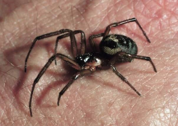 A false widow spider. Image: PA