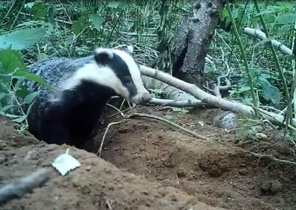 The badger caught on camera at Woburn Forest