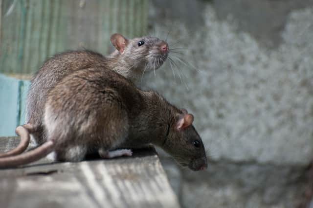 Generic picture of rats