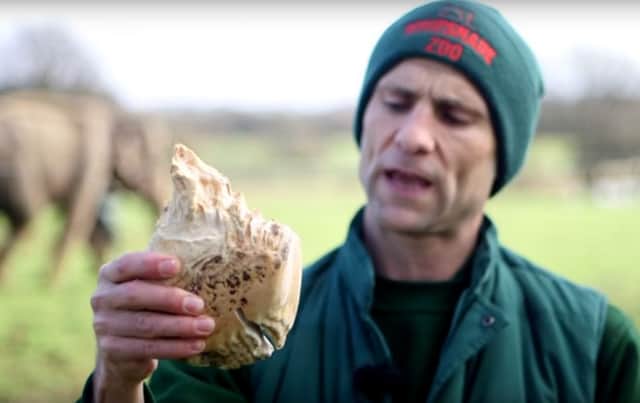 Now that's a mammoth tooth
