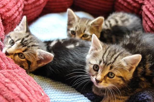 Can you give a cat or kitten its forever home?