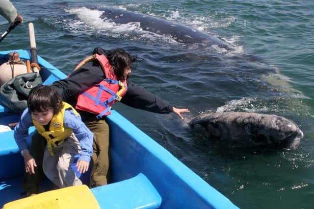 Looking at the wildlife off the coast of Mexico