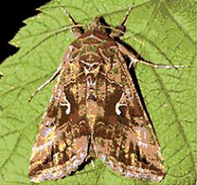 The Silver Y moth, like the one which landed on Cristiano Ronaldos face 1