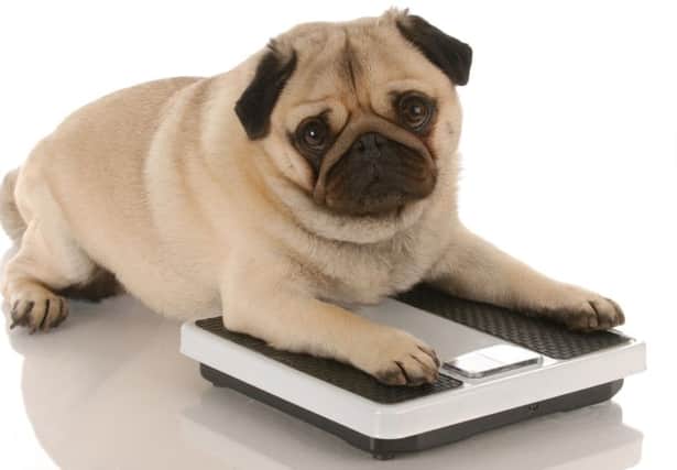 Is your pet overweight?