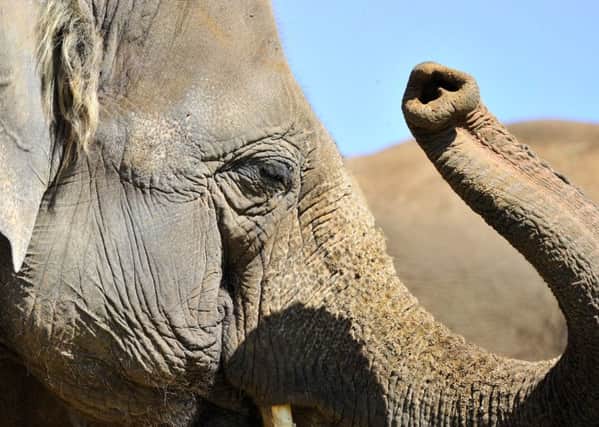 Meet the elephants at Woburn Safari Park this weekend