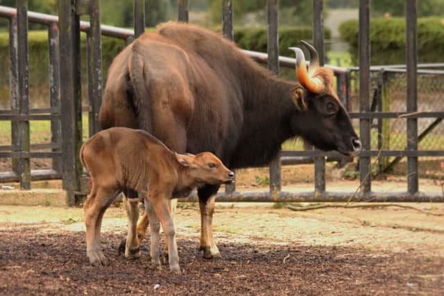 Gaur calf, Miumiu, with mum, Mia at ZSL Whipsnade Zoo (c)ZSL