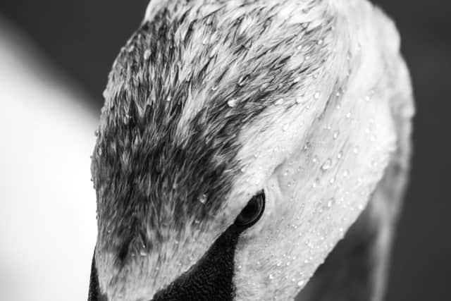 Gracie Gardner - winner of youth wildlife and overall prize for close up of a swan
