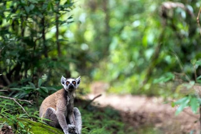A ring-tailed lemur in Madagascar