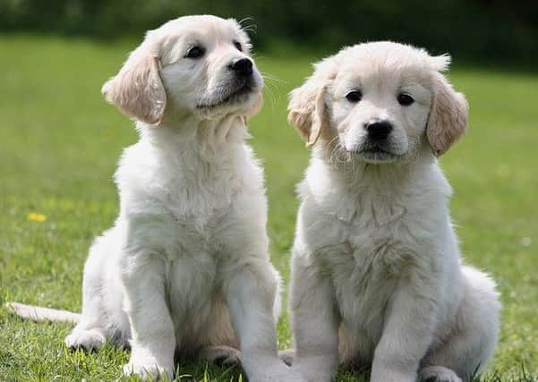 Could you be a puppy socialiser?
