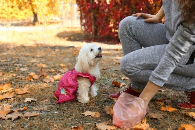 Dog owners given new guidelines on what to do with countryside poo