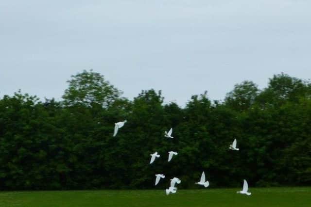 The doves take flight