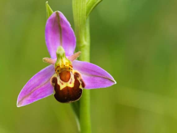 Macro image of Bee orchid flower with green background