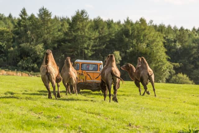 Endangered camel arrives at Woburn Safari Park.